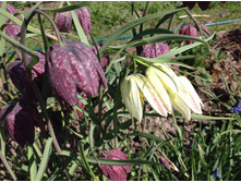 ������ ���������