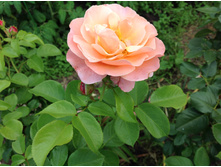 ���� ����� ����