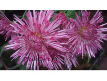 ��������� ����.