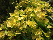 ������ ���� ������