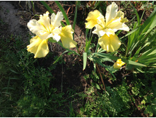 ���� ��������� ������ ����