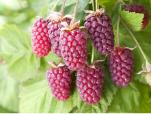 ��������� ���� ���������� 280�