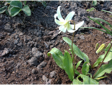 ������ �����