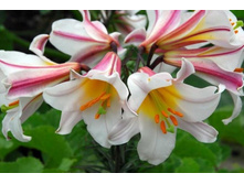 ����� ��������� ������� REGALE (35)