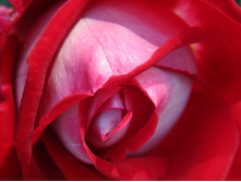 ���� "������"