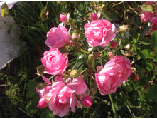 ���� �������������� �����