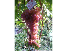 ������ �����������