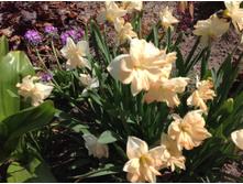 ������� ������� ����