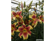 ����� ��-������� FLAVIA (28)