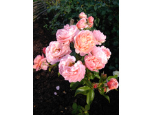 IMG 20180809 172611.jpg