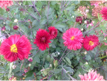 ���������� �������