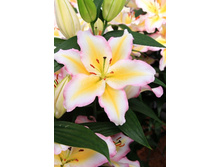 ����� ��������� ������ PRIMROSE HILL (28)