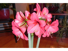 ����������� ���� - 350 ���.