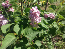 ������ �������