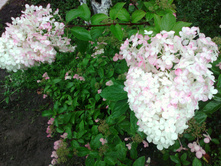 IMG 20160808 105806.jpg