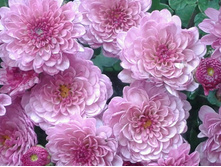 ����������� (����������) No 24