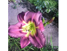 IMG 20140728 083237.jpg