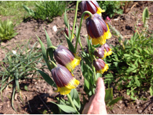 ������ �����������