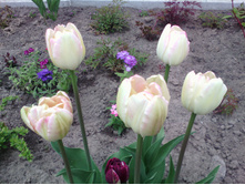 IMG 20170528 144442.jpg