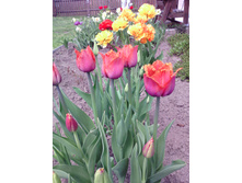 IMG 20170523 113103.jpg