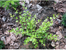 ������ ���������� ������ �����*(���)