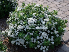 ������ �������� ���� �������� � ������� 160�