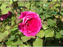 ���� �� �������  �������