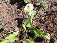 ������ �����