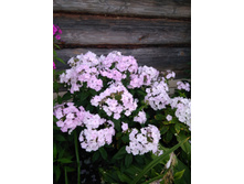 IMG 20180812 191141.jpg