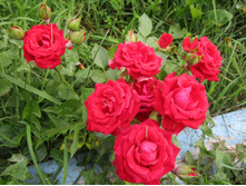 ���� �������� ����� (SPRAY MIRABEL) / �������� ������ ����� "����� �������"