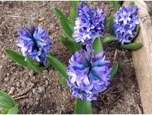 ������� ��� �����