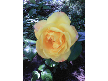 IMG 20140728 122453.jpg