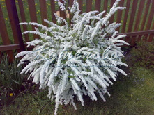 ������ ����� �������� 160�