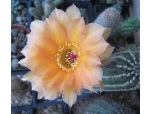 Echinopsis hybrid A61 Aphrodite