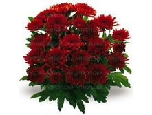 ��������� ������� �����