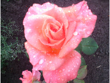 IMG 20160808 101443.jpg