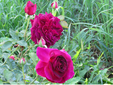 ���� "Munstead Wood" (������� ���)