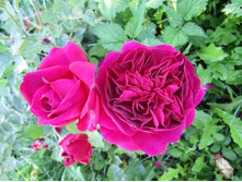 ���� "Munstead Wood" (������� ���)