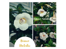 Bianco Natalie (1) — �����.jpg