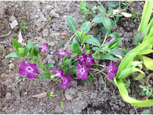 �������� �������������