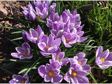 ������ ������� �����