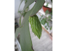 Selenicereus chrysocardium