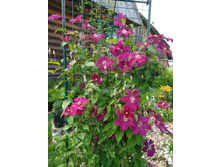 IMG 20180720 142302.jpg