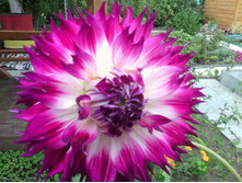 IMG 20170824 121233.jpg