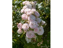 ���� ����� (274)