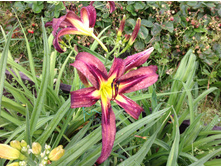 �������� ���� ��������