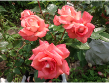 ���� �������