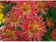 ��������� ������ �����.