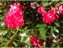 ���� �������������� ������� �����������