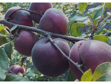 ������� ���� ��������� ������ �4 545�